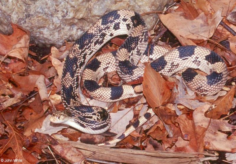 Northern Pine Snake; DISPLAY FULL IMAGE.