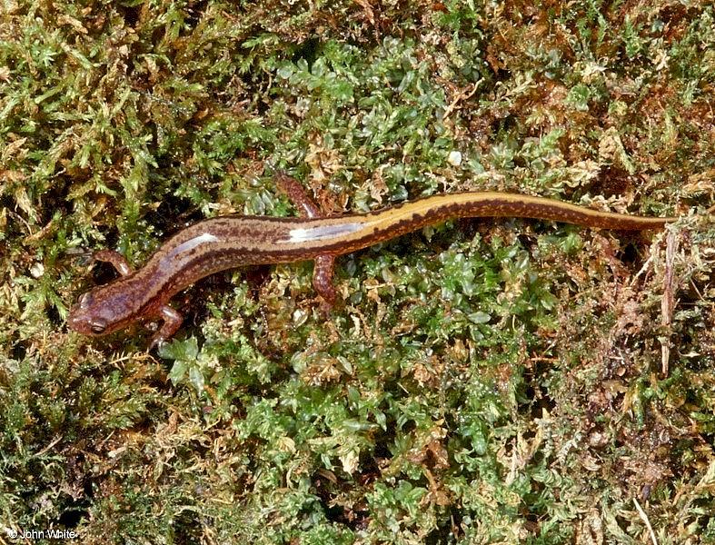 Northern two-lined salamander (Eurycea bislineata); DISPLAY FULL IMAGE.