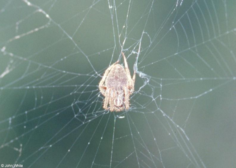 Orb Weaver; DISPLAY FULL IMAGE.