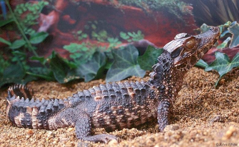 Schneider's Dwarf Caiman (Paleosuchus trigonatus)2; DISPLAY FULL IMAGE.