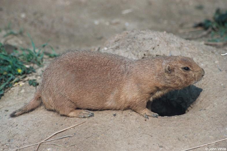 Prairie Dog 1; DISPLAY FULL IMAGE.