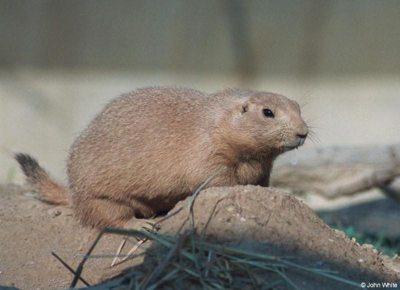 Prairie Dog 2; DISPLAY FULL IMAGE.