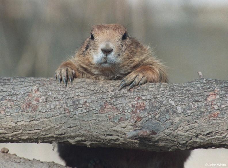 Prairie Dog 3; DISPLAY FULL IMAGE.