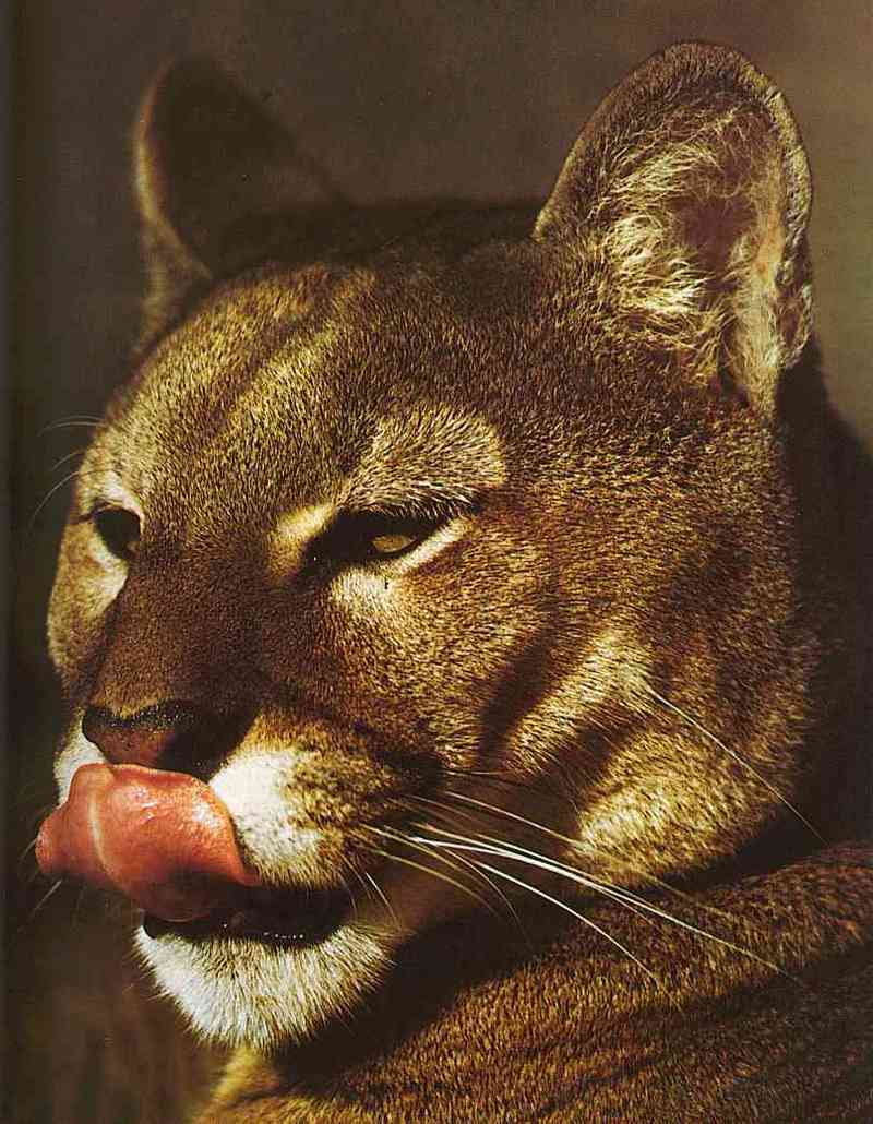 Puma2; DISPLAY FULL IMAGE.