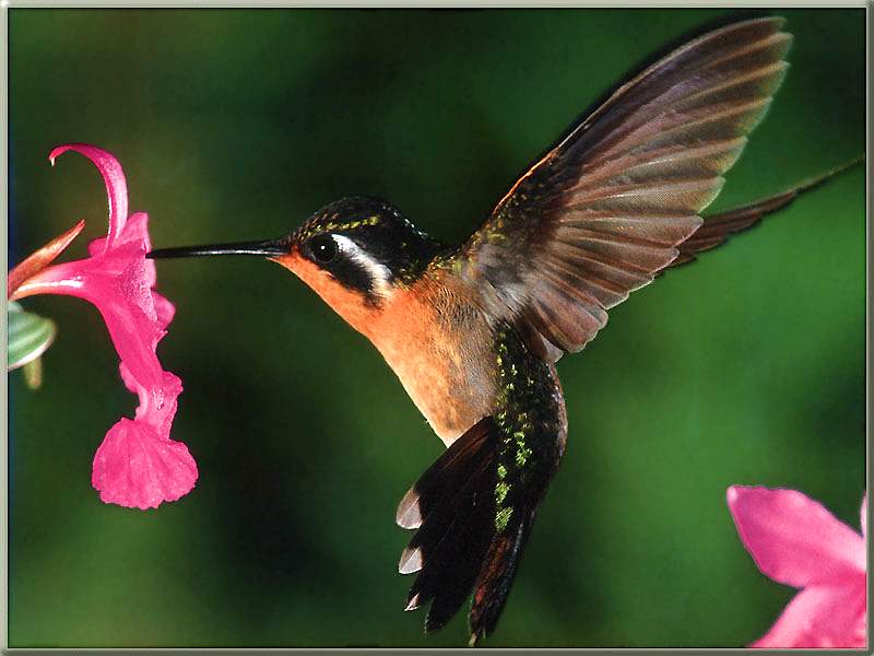 Purple-throated Mountain Gem Hummingbird Female 02; DISPLAY FULL IMAGE.
