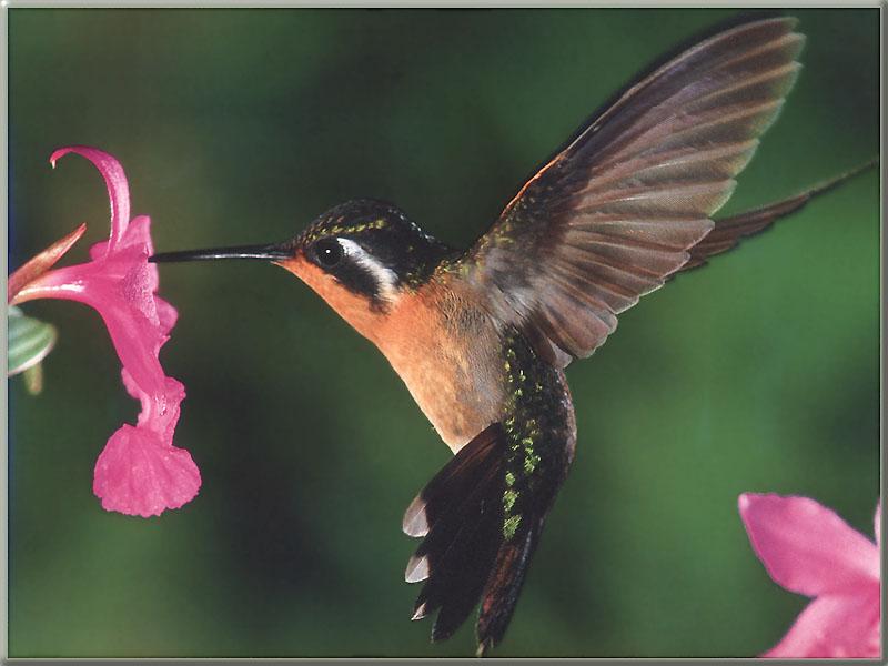 Hummingbird  9 of 12 - Purple-throated Mountain Gem Hummingbird Female 02; DISPLAY FULL IMAGE.