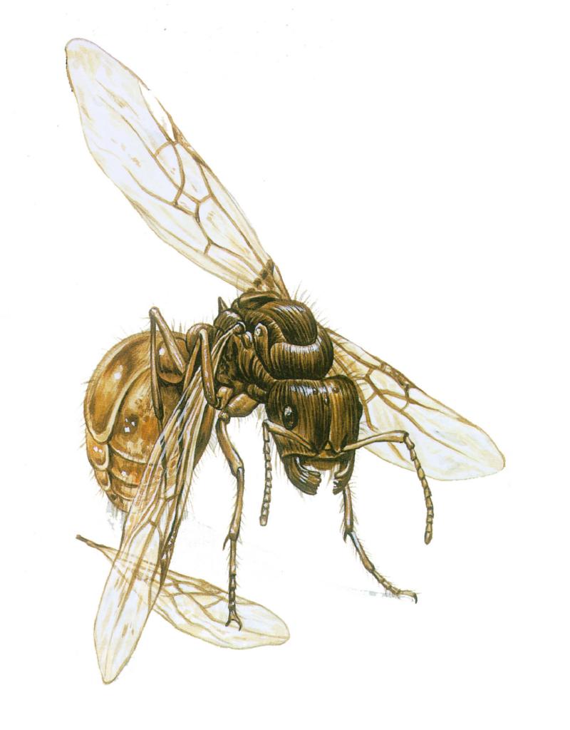 Queen Ants J01-illust-breaking wings after mating; DISPLAY FULL IMAGE.
