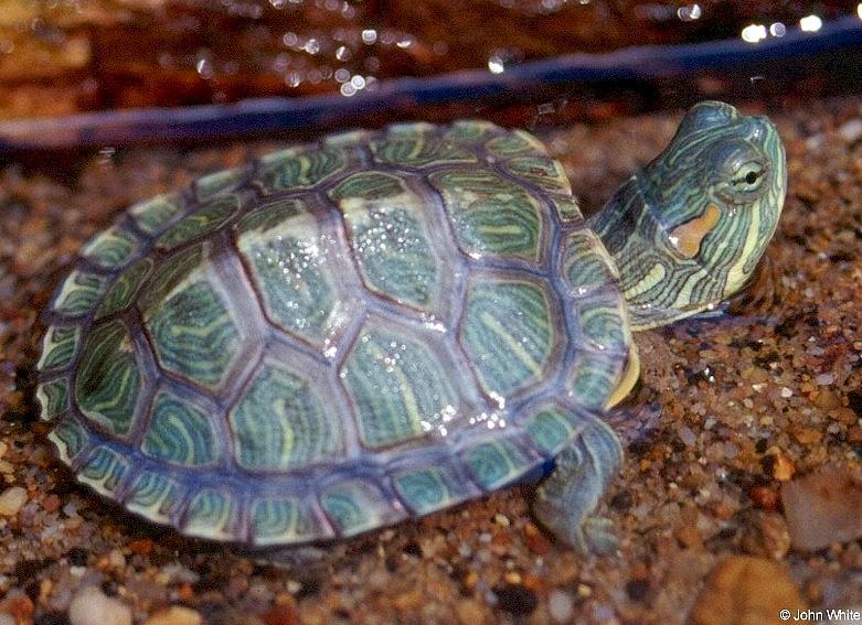 Neonate Red-eared Slider (Trachemys s. elegans); DISPLAY FULL IMAGE.