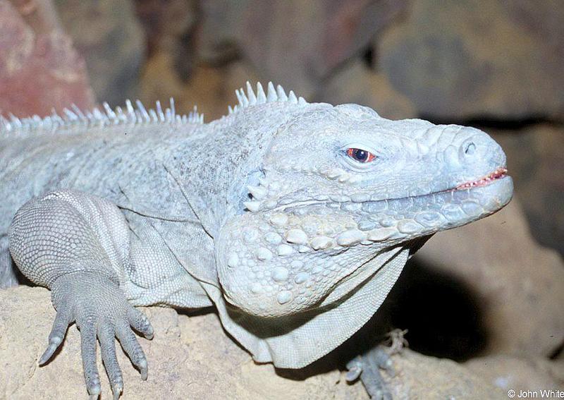 Rhino Iguana; DISPLAY FULL IMAGE.