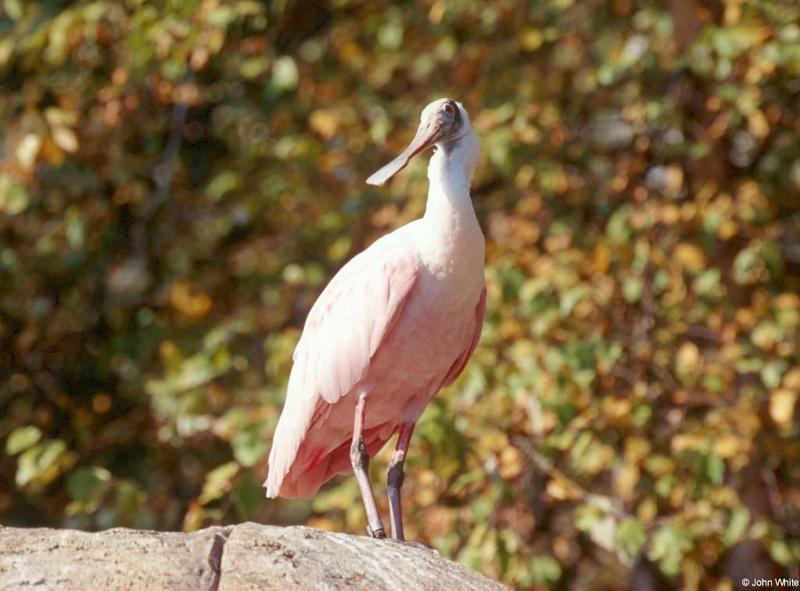 Roseate Spoonbill 1; DISPLAY FULL IMAGE.