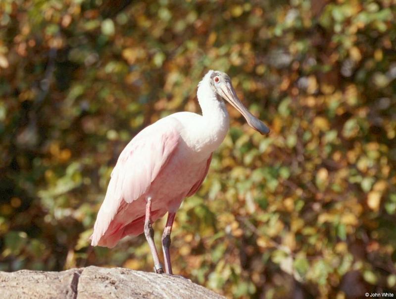 Roseate Spoonbill 2; DISPLAY FULL IMAGE.
