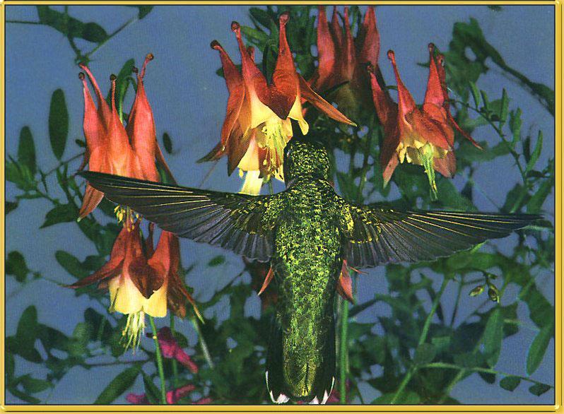 Hummingbird - Ruby-throat; DISPLAY FULL IMAGE.