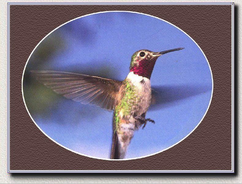 Hummingbird - Ruby-throat; DISPLAY FULL IMAGE.
