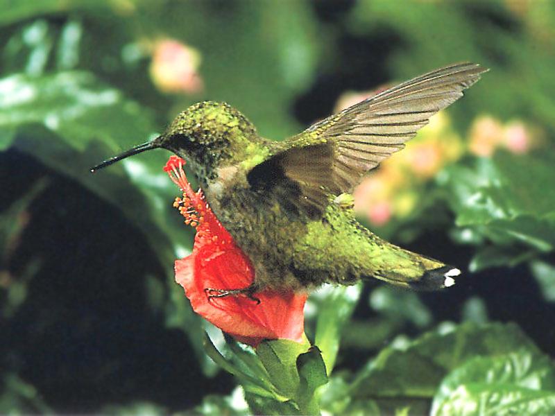 Re: REQ: chipmunks, deer, hummingbirds - Ruby-throated Hummingbird 67; DISPLAY FULL IMAGE.