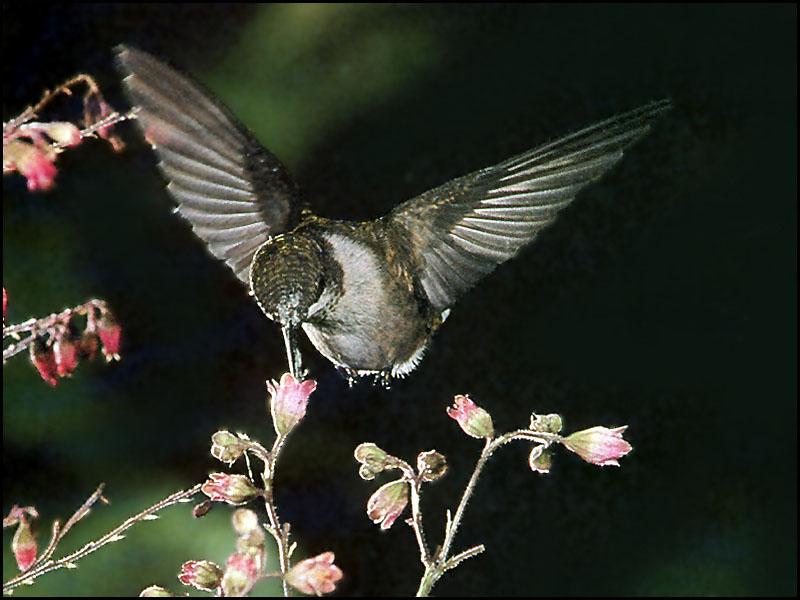 Hummingbird - Ruby-throated Hummingbird Female 02; DISPLAY FULL IMAGE.