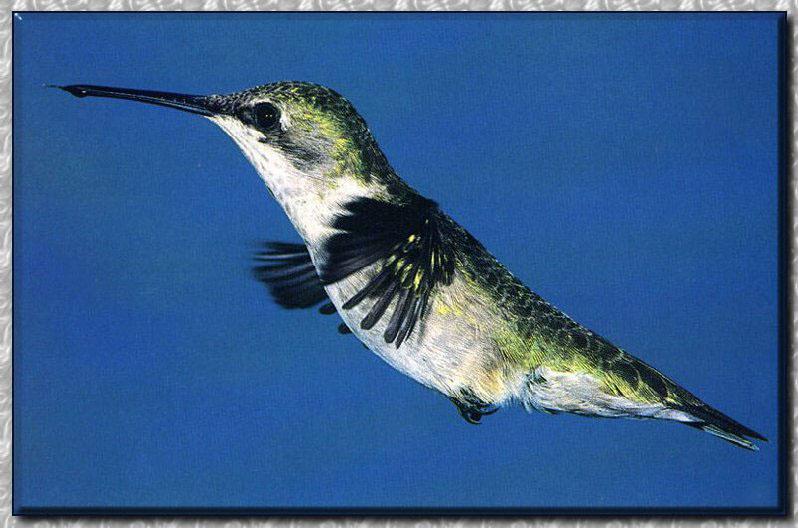 Hummingbird - Ruby-throat; DISPLAY FULL IMAGE.