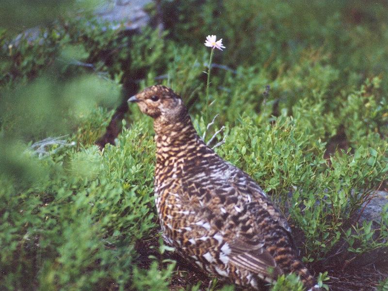 New -- Ruffed Grouse; DISPLAY FULL IMAGE.