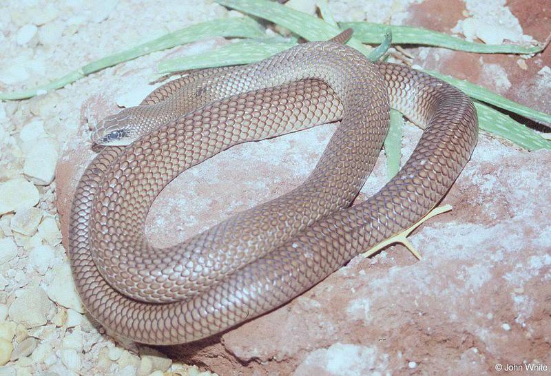 Rufous-beaked Snake (Rhamphiophis oxyrhynchus); DISPLAY FULL IMAGE.