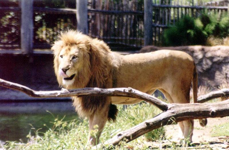 Lion # 2 - Auckland Zoo; DISPLAY FULL IMAGE.
