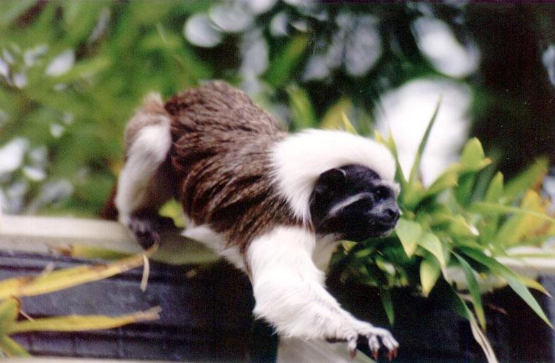 Cottontop Tamarin Auckland Zoo; DISPLAY FULL IMAGE.