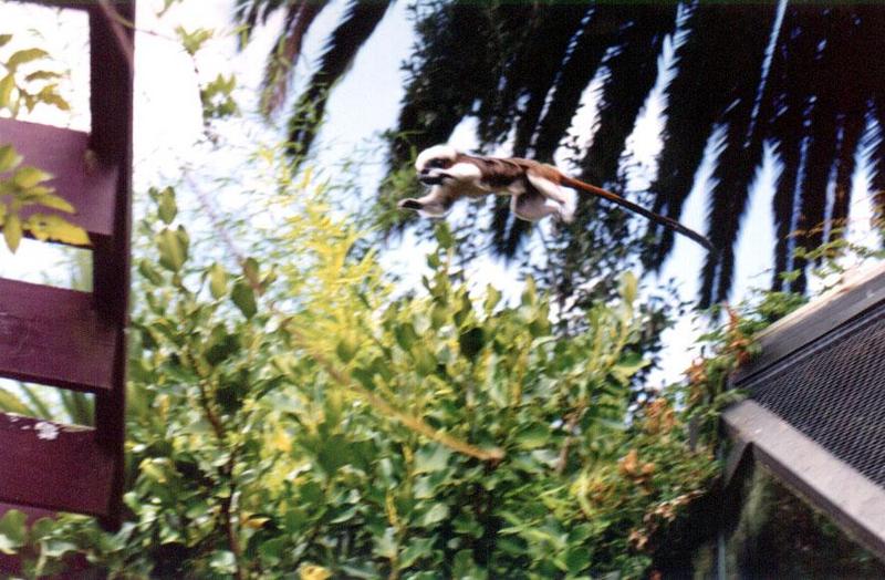 Cottontop Tamarin Leaping - Auckland Zoo; DISPLAY FULL IMAGE.