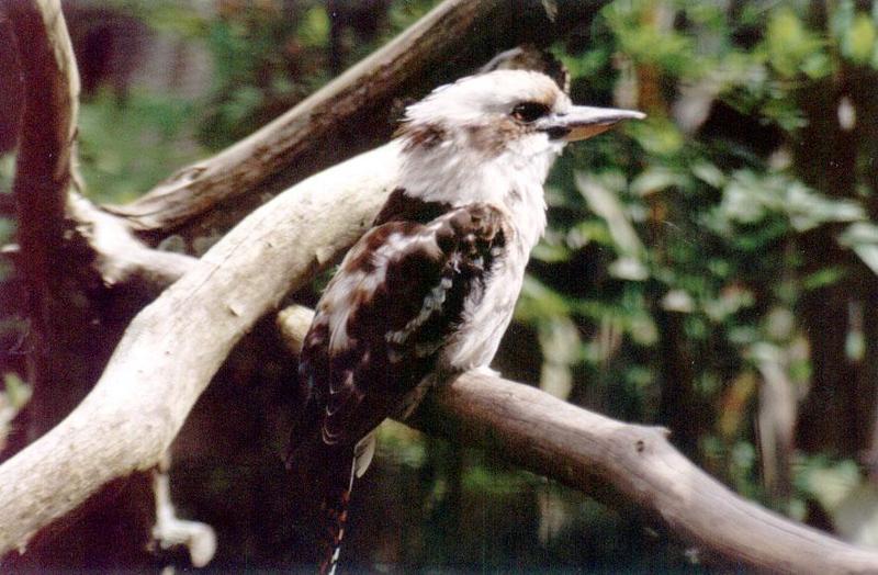 Kookaburra Auckland Zoo; DISPLAY FULL IMAGE.
