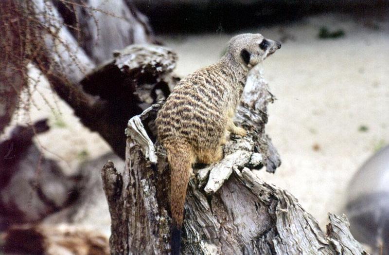 Meerkat # 2 Auckland Zoo; DISPLAY FULL IMAGE.