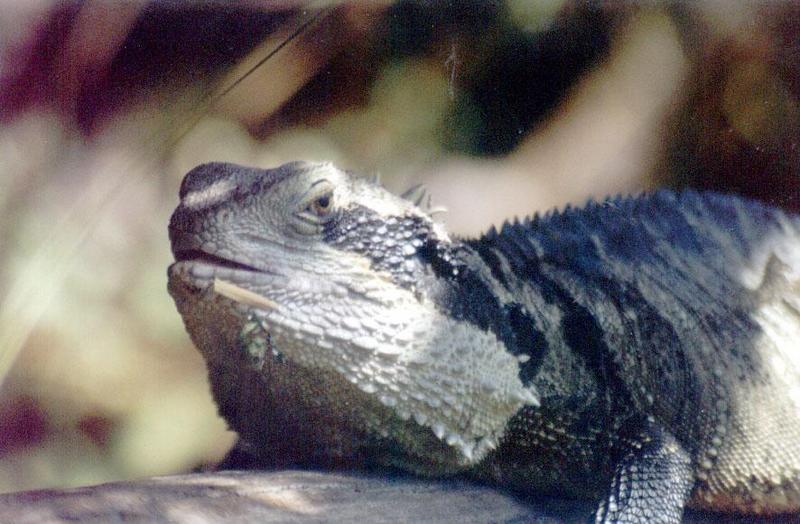 Australian Water Dragon Auckland Zoo; DISPLAY FULL IMAGE.