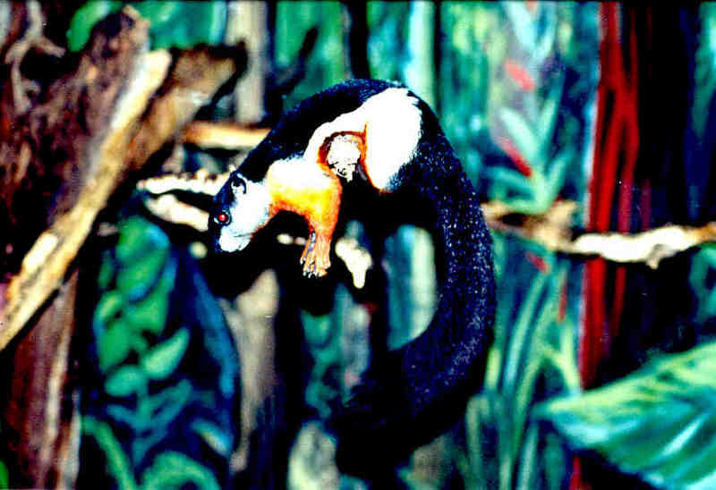 For scarysquirrel - Prevost's Squirrel - El Paso Zoo, Texas; DISPLAY FULL IMAGE.