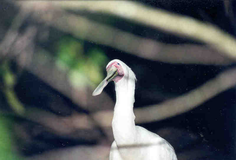 Spoonbill - Jacksonville Zoo, Florida; DISPLAY FULL IMAGE.