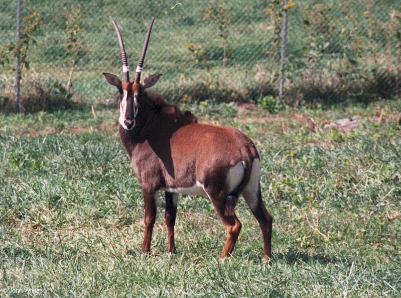 Sable Antelope 2; DISPLAY FULL IMAGE.