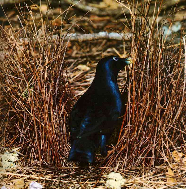 Re: Satin-Bird; DISPLAY FULL IMAGE.