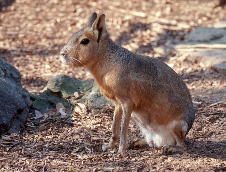 Please Identify this large rabbit or rodent 2; DISPLAY FULL IMAGE.