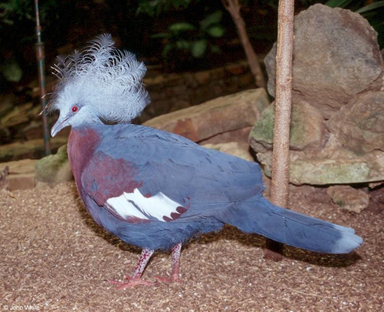 Scheepmaker's crowned pigeon (Goura scheepmakeri)2; DISPLAY FULL IMAGE.