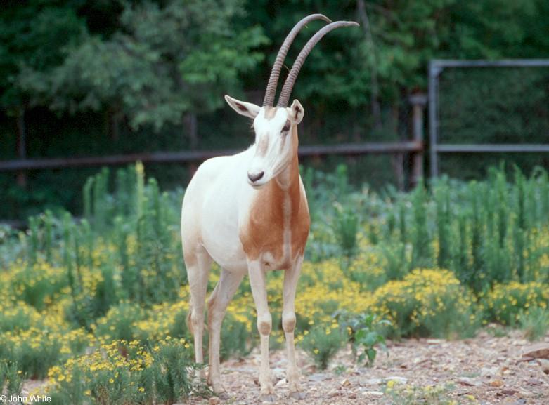 Scimitar-horned Oryx (Oryx dammah)3; DISPLAY FULL IMAGE.
