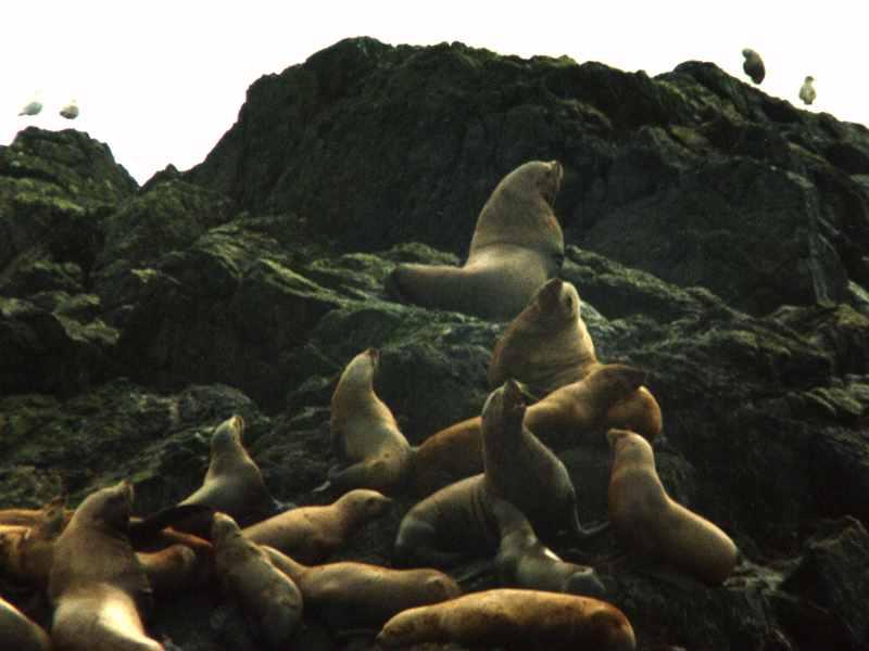 Sea Lions; DISPLAY FULL IMAGE.