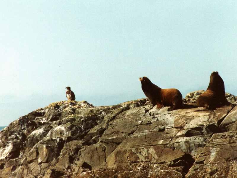 Sea Lions; DISPLAY FULL IMAGE.