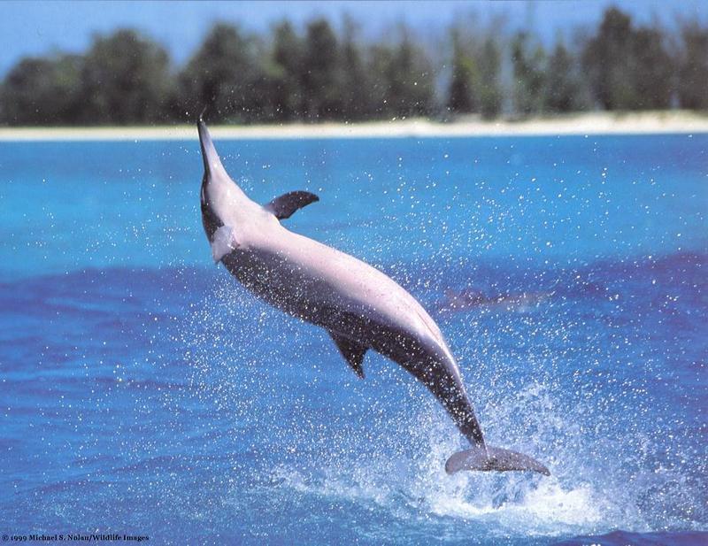 Re: Whales and dolphins; DISPLAY FULL IMAGE.