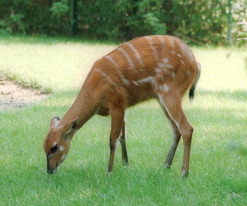 Another beauty in the twilight - Sitatunga Antelope in Hannover Zoo; DISPLAY FULL IMAGE.