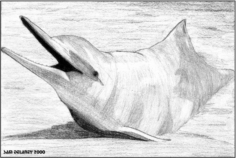Indo-Pacific humpback dolphin; DISPLAY FULL IMAGE.