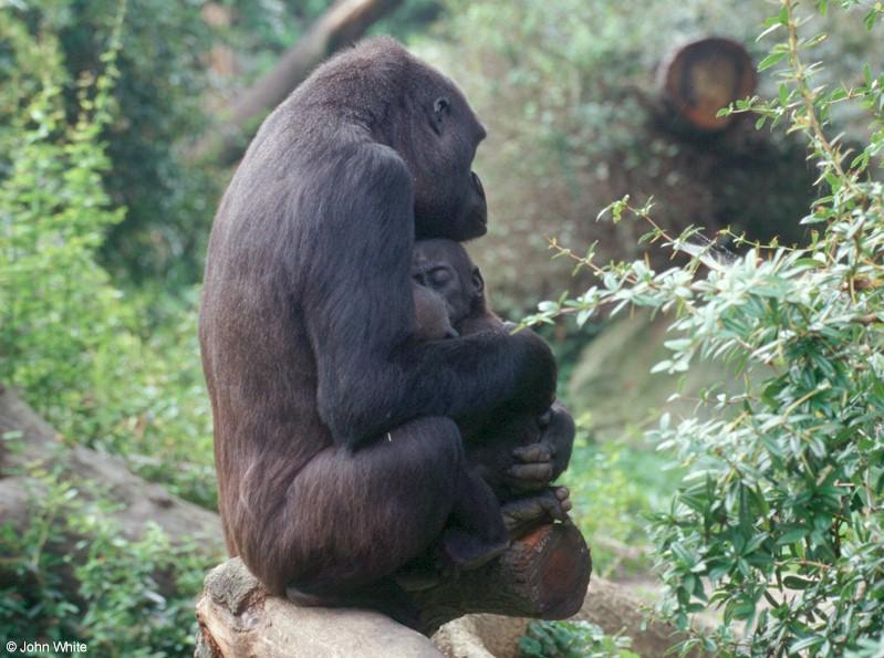 Sleeping Baby Gorilla; DISPLAY FULL IMAGE.