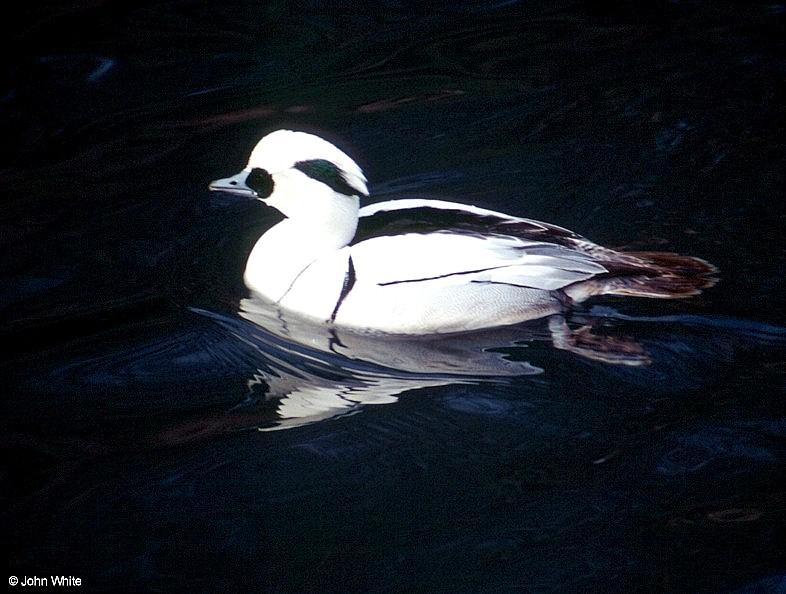 Smew (Mergellus albellus)  [1/3] - Smew (Mergellus albellus)001.jpg (1/1); DISPLAY FULL IMAGE.