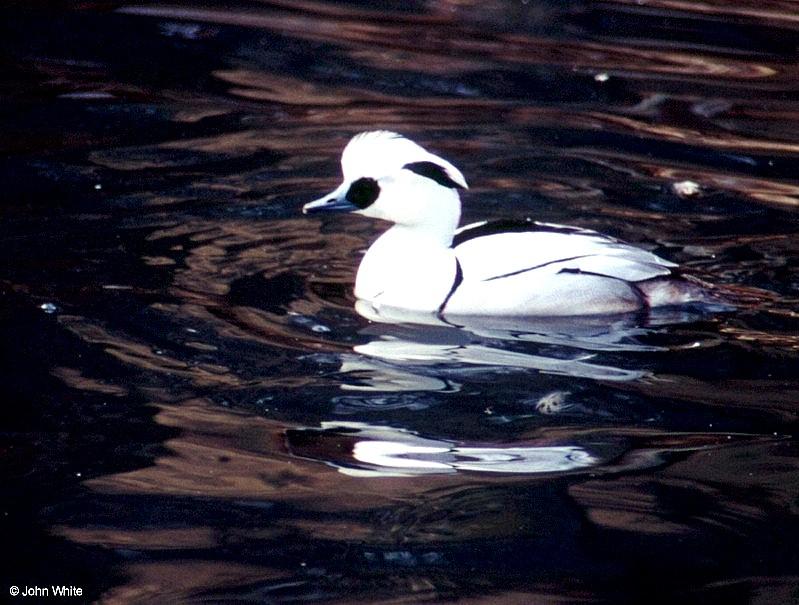 Smew (Mergellus albellus)  [2/3] - Smew (Mergellus albellus)002.jpg (1/1); DISPLAY FULL IMAGE.