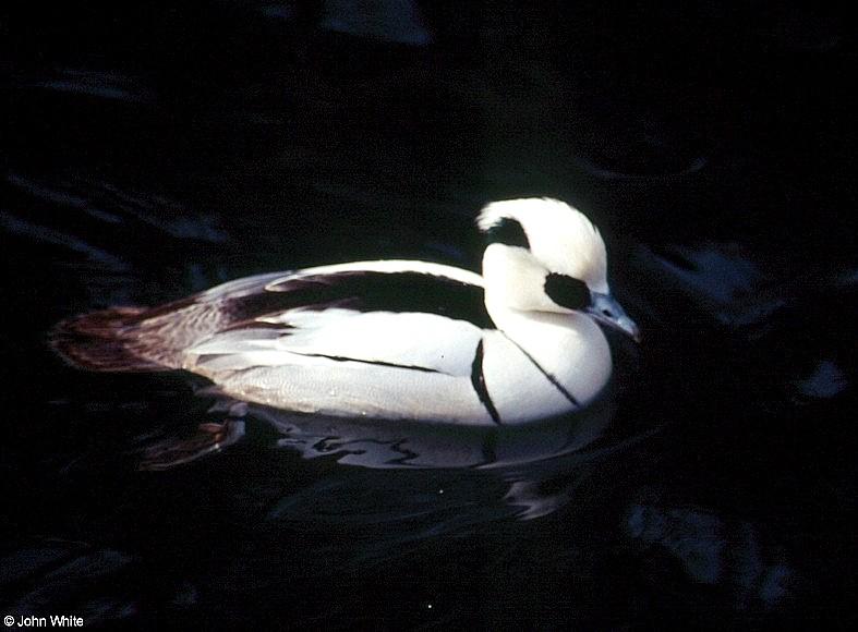 Smew (Mergellus albellus)  [3/3] - Smew (Mergellus albellus)003.jpg (1/1); DISPLAY FULL IMAGE.