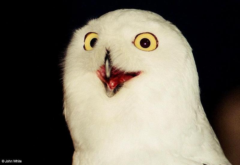 Snowy Owl (Nyctea scandiaca)004 - Silly looking Face; DISPLAY FULL IMAGE.