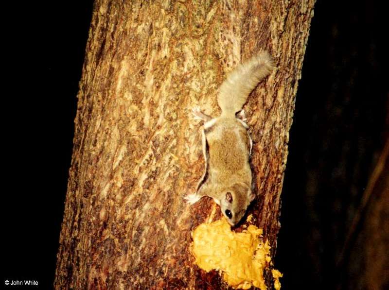 Southern Flying Squirrel (Glaucomys volans volans)8; DISPLAY FULL IMAGE.