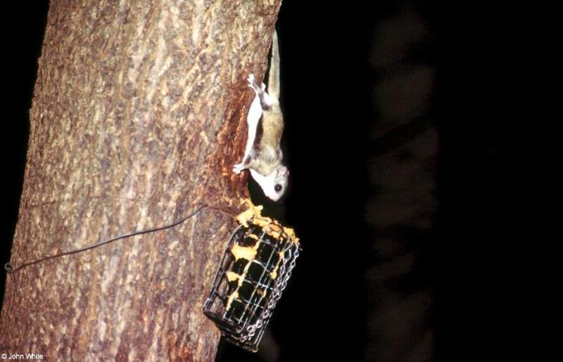 Southern Flying Squirrel (Glaucomys volans volans)13; DISPLAY FULL IMAGE.