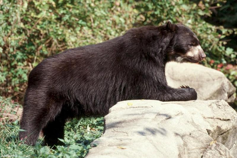 Spectacled Bear 4; DISPLAY FULL IMAGE.