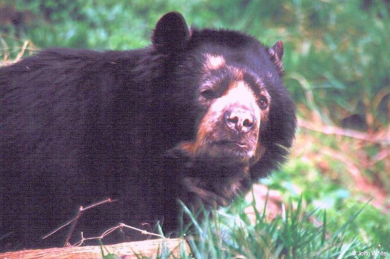 Spectacled Bear; DISPLAY FULL IMAGE.