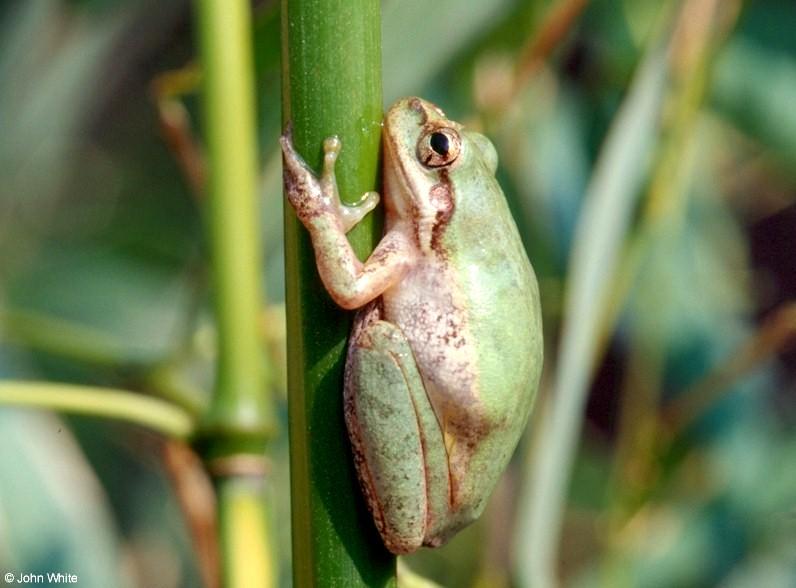 Squirrel Treefrog (Hyla squirrela); DISPLAY FULL IMAGE.